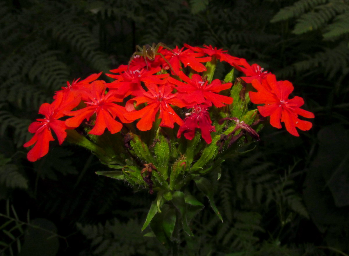 Изображение особи Lychnis chalcedonica.