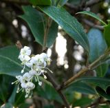 род Osmanthus. Часть обрезанной веточки цветущего растения. Бельгия, Брюссель, сад Petit Sablon. Октябрь 2015 г.