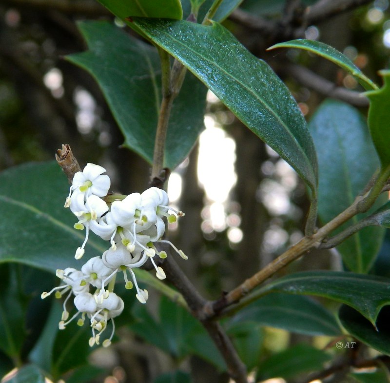 Изображение особи род Osmanthus.