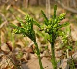 Mercurialis perennis. Верхняя часть зацветающего растения. Чувашия, окрестности г. Шумерля, пойма р. Паланка. 6 апреля 2008 г.