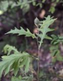 Cirsium laniflorum