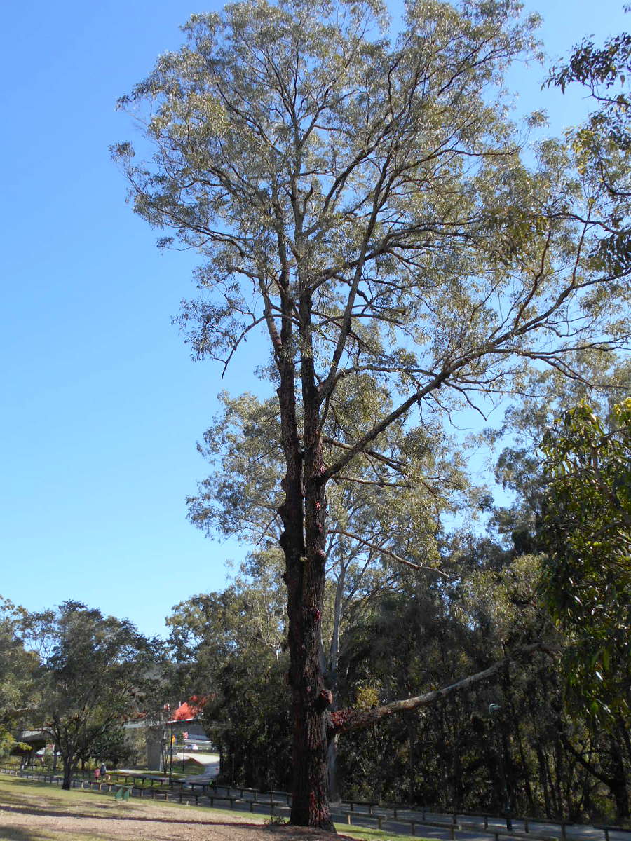 Image of Corymbia gummifera specimen.