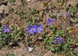 Geranium regelii. Цветущие растения. Таджикистан, Фанские горы, перевал Талбас, ≈ 3600 м н.у.м., сухой склон. 01.08.2017.