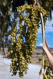 genus Washingtonia