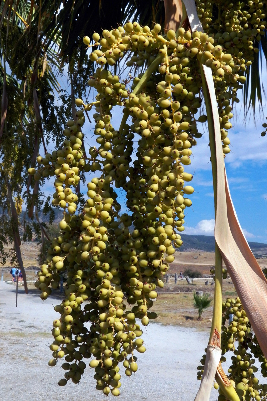 Изображение особи род Washingtonia.