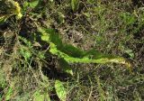 Verbascum lychnitis. Лист. Кабардино-Балкария, Эльбрусский р-н, окр. с. Нейтрино, ок. 1750 м н.у.м., каменистый луг. 26.08.2017.