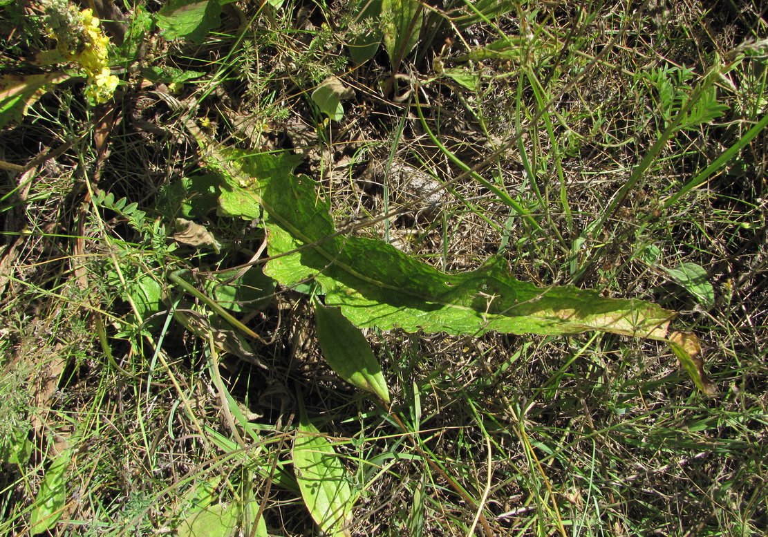 Image of Verbascum lychnitis specimen.