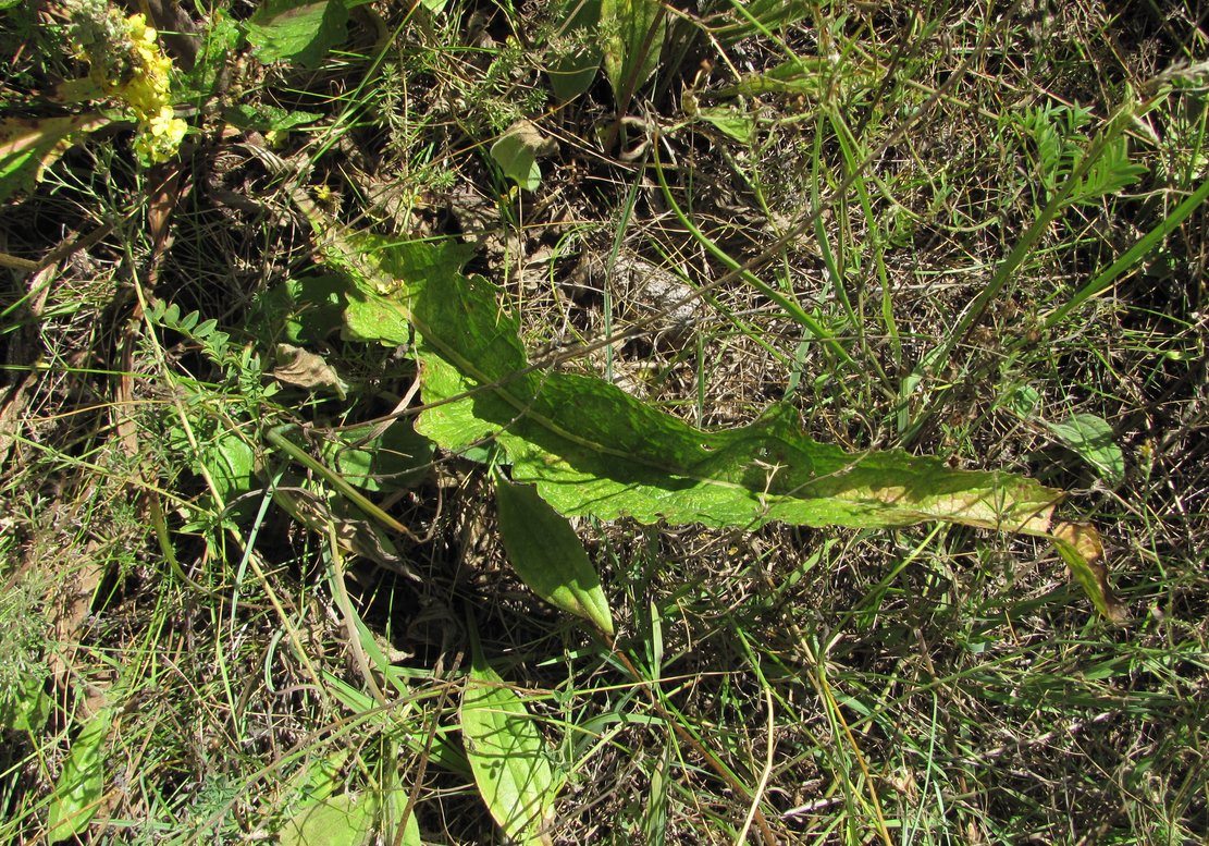 Изображение особи Verbascum lychnitis.