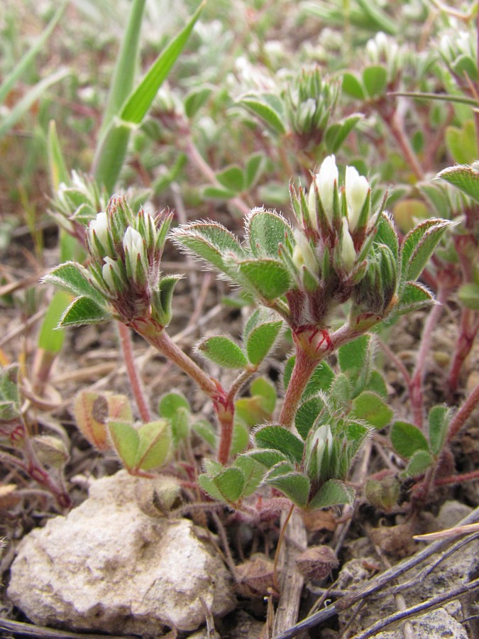 Image of Trifolium scabrum specimen.