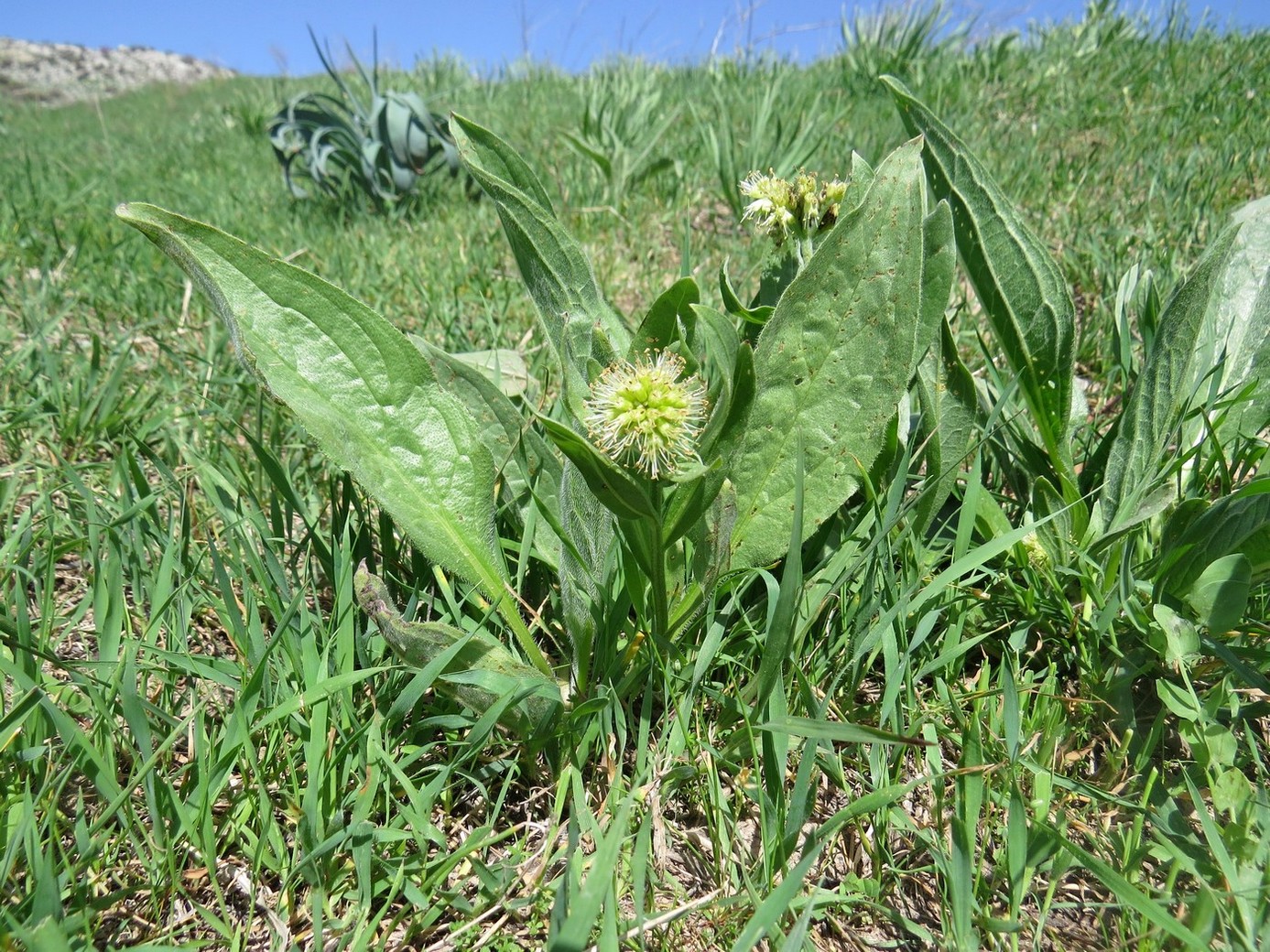 Изображение особи Kuschakewiczia turkestanica.