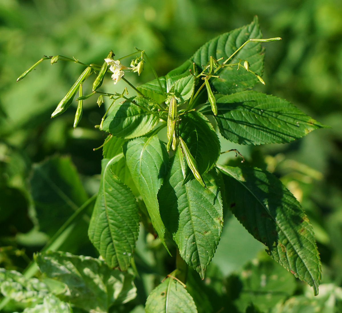 Изображение особи Impatiens parviflora.