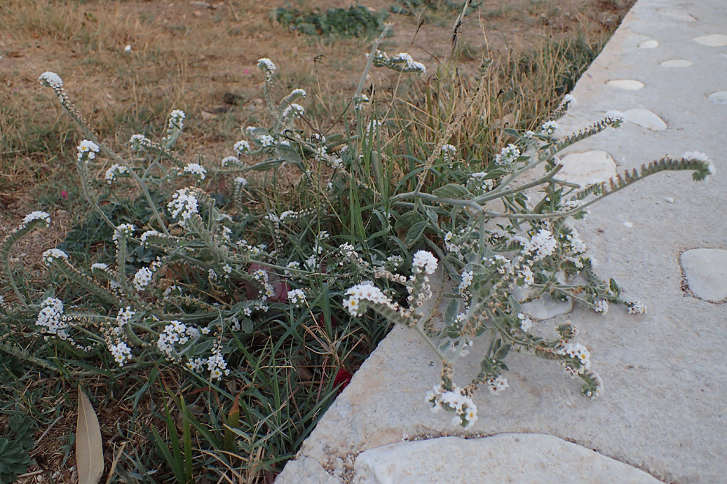 Image of Heliotropium suaveolens specimen.