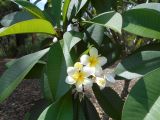 Plumeria rubra. Соцветие и листья ('Rainworth white'). Австралия, г. Брисбен, ботанический сад. 27.12.2017.