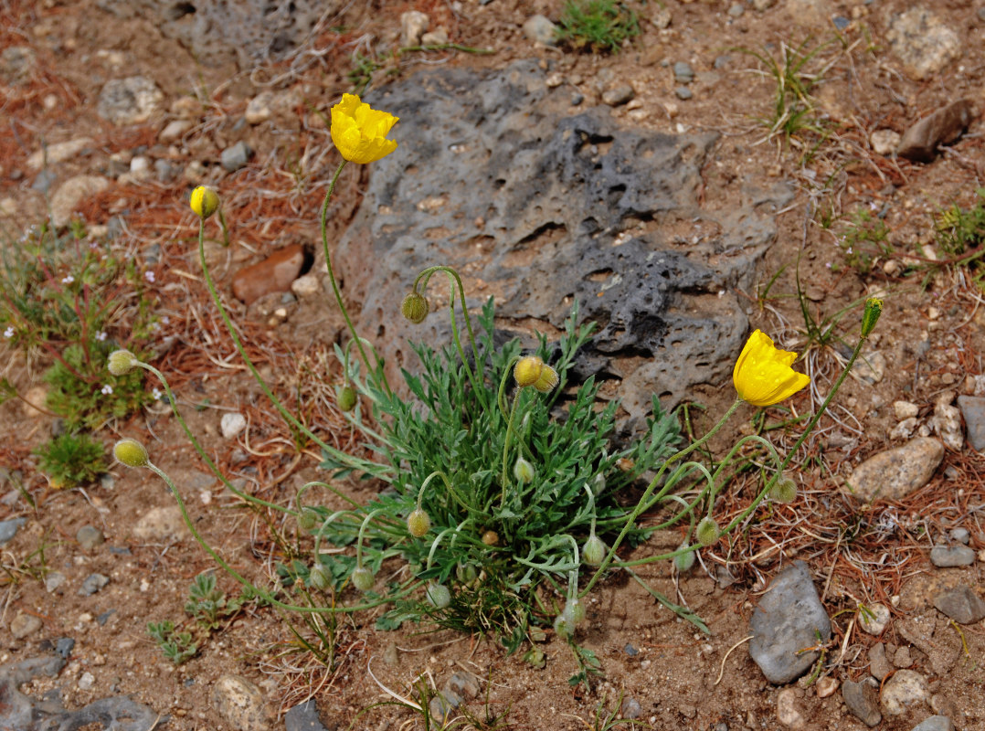 Изображение особи Papaver rubro-aurantiacum.