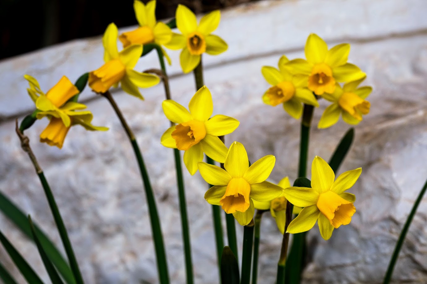 Image of genus Narcissus specimen.