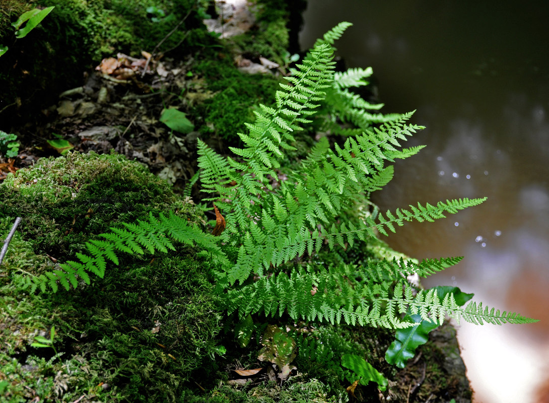 Изображение особи Woodsia caucasica.