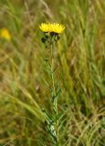 Hieracium umbellatum. Верхушка цветущего растения. Восточный Казахстан, г. Усть-Каменогорск, правый берег р. Иртыш, высыхающая часть заболоченного луга. 26.07.2017.