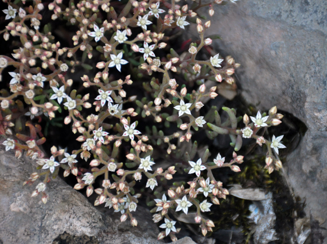 Image of Sedum pallidum specimen.