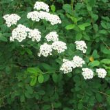 род Spiraea