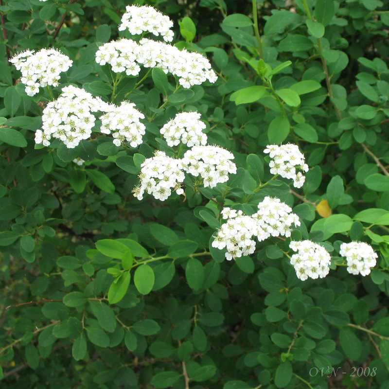 Image of genus Spiraea specimen.