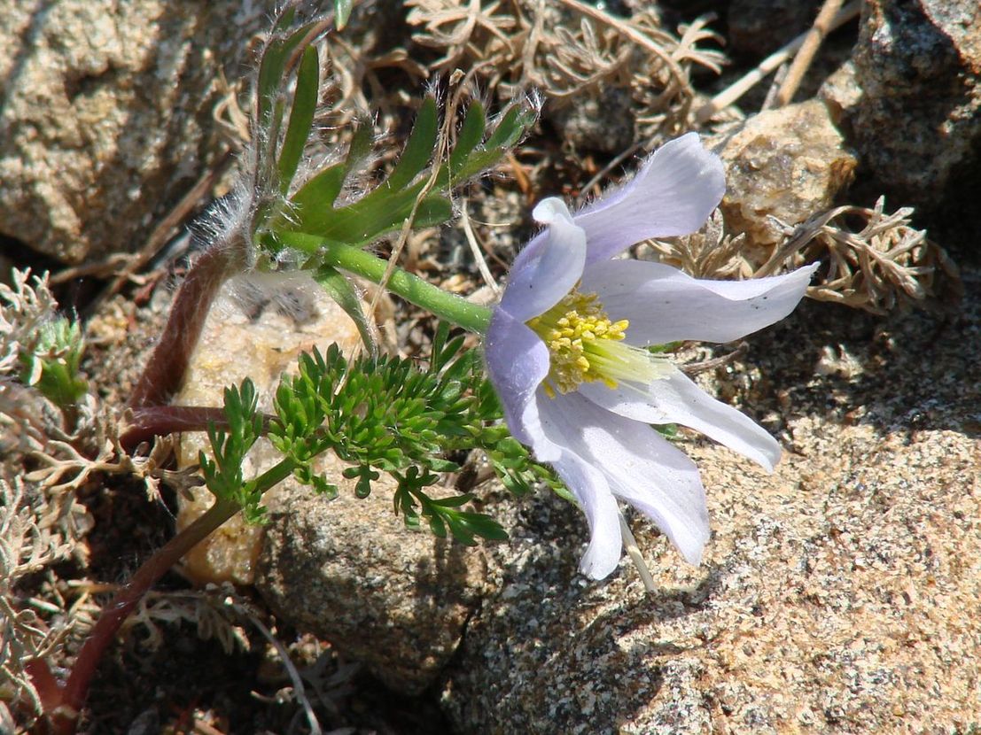 Изображение особи Pulsatilla tenuiloba.