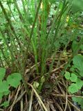 Athyrium monomachii
