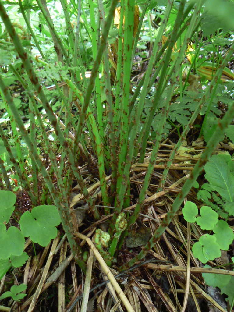 Изображение особи Athyrium monomachii.