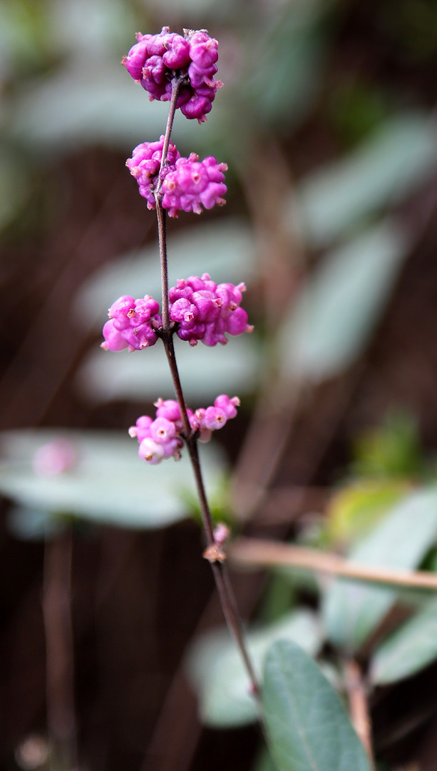 Изображение особи род Symphoricarpos.