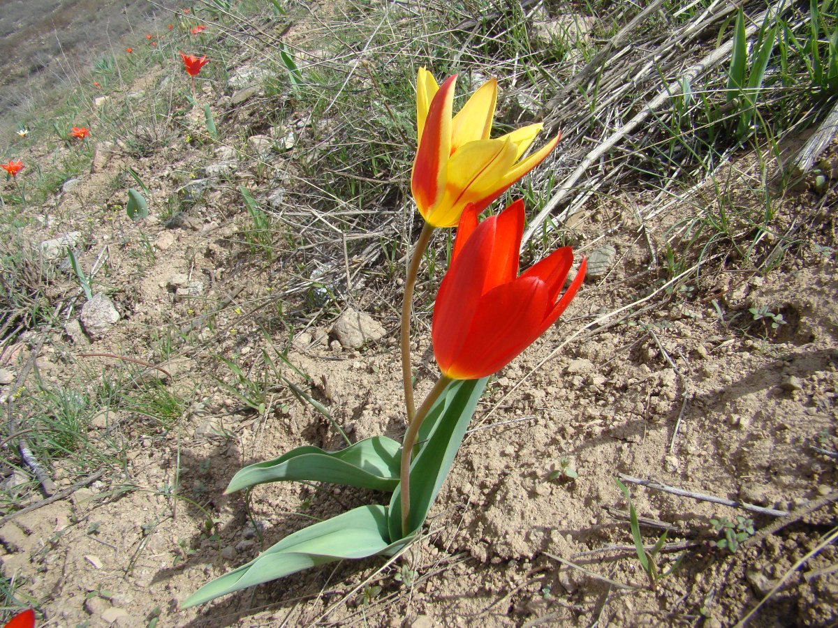 Image of Tulipa kaufmanniana specimen.