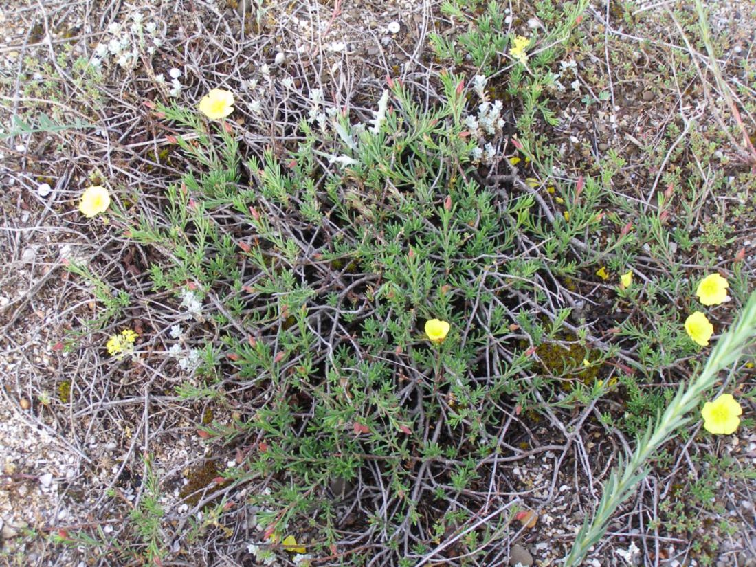 Изображение особи Fumana procumbens.