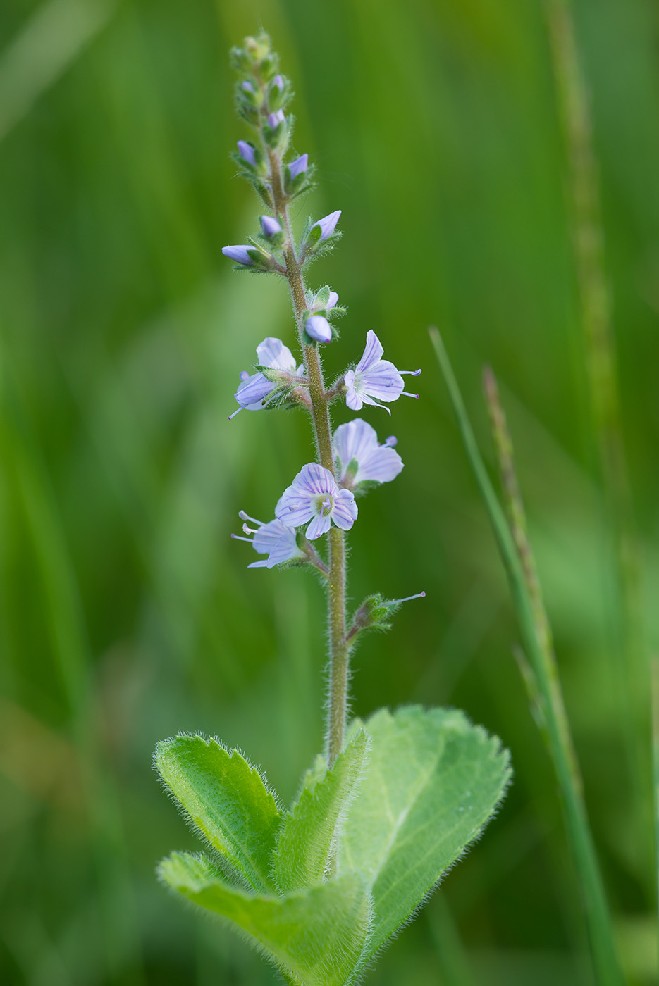 Image of Veronica officinalis specimen.