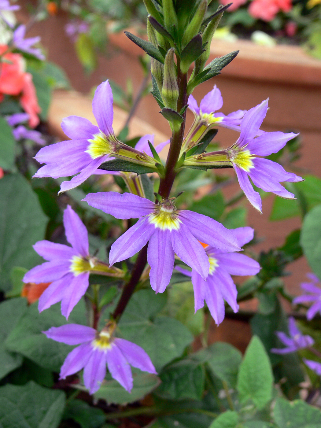 Image of Scaevola aemula specimen.