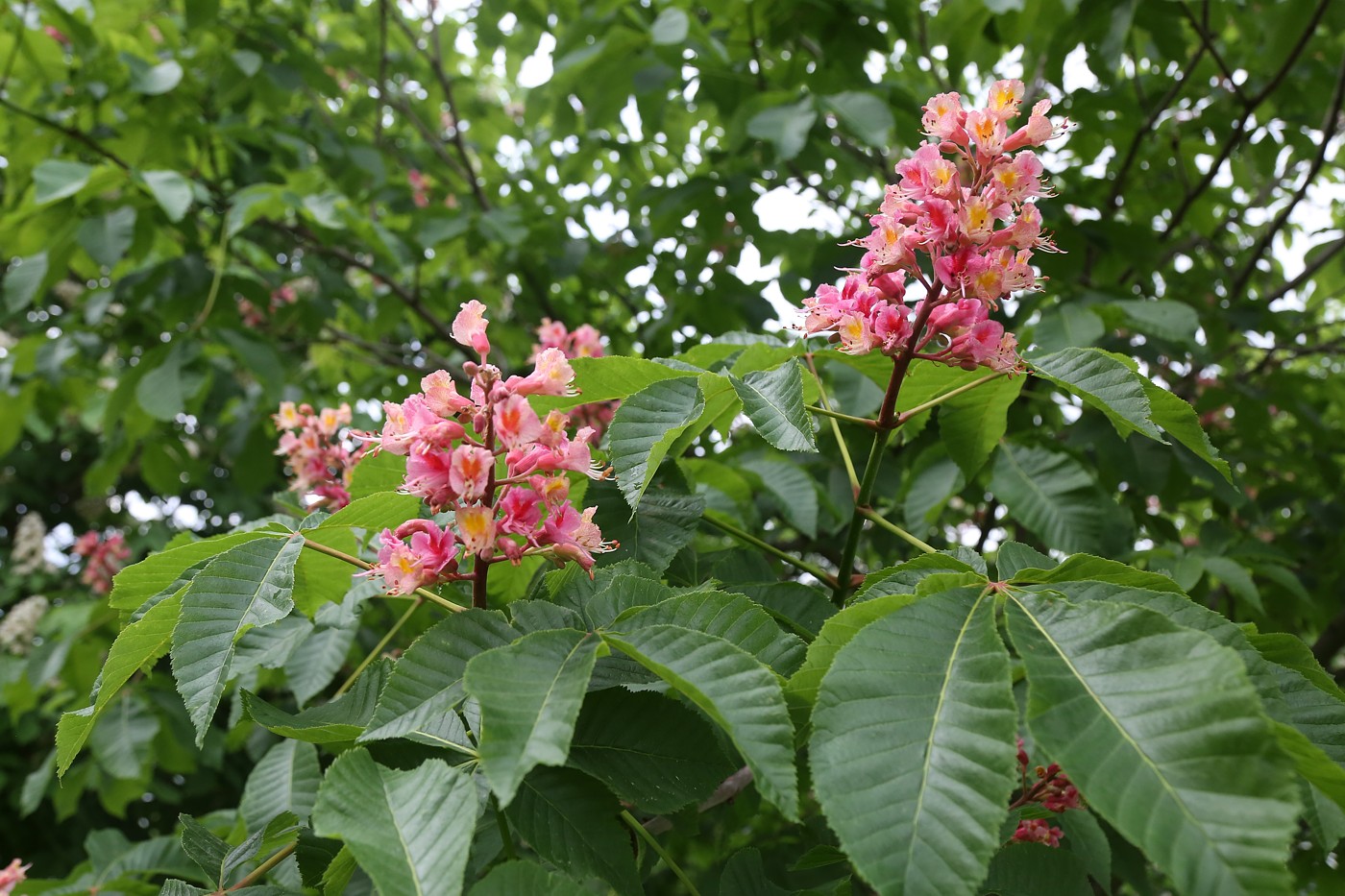 Image of Aesculus &times; carnea specimen.