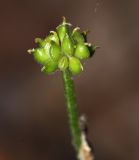 Ranunculus franchetii