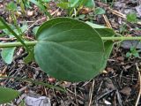 Vincetoxicum albovianum