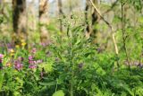 Solenanthus biebersteinii. Верхушка отцветающего растения. Краснодарский край, м/о город-курорт Геленджик, окр. с. Кабардинка, окр. горы Мухины поляны, ≈ 600 м н.у.м., ясеневый лес. 27 апреля 2018 г.