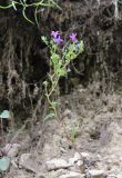 genus Campanula. Цветущее растение. Кабардино-Балкария, Эльбрусский р-н, окр. с. Бедык, каменистое место. 08.08.2018.