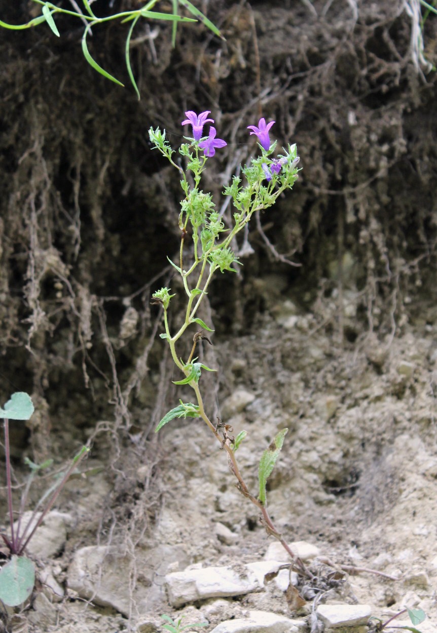 Изображение особи род Campanula.