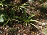 Chlorophytum comosum. Вегетирующие растения. Крым, Белогорский р-н, Топловский монастырь, клумба. 12.08.2018.