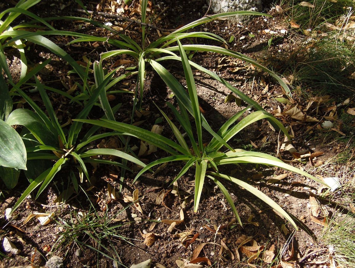 Image of Chlorophytum comosum specimen.