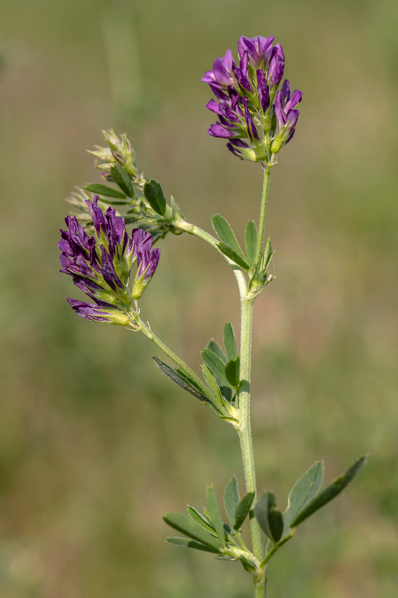 Изображение особи Medicago sativa.