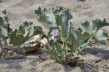 Lactuca tatarica. Цветущее растение в сообществе с Eryngium maritimum. Крым, Черноморский р-н, окр. с. Знаменское, окр. городища Беляус, песчаный пляж. 05.09.2018.