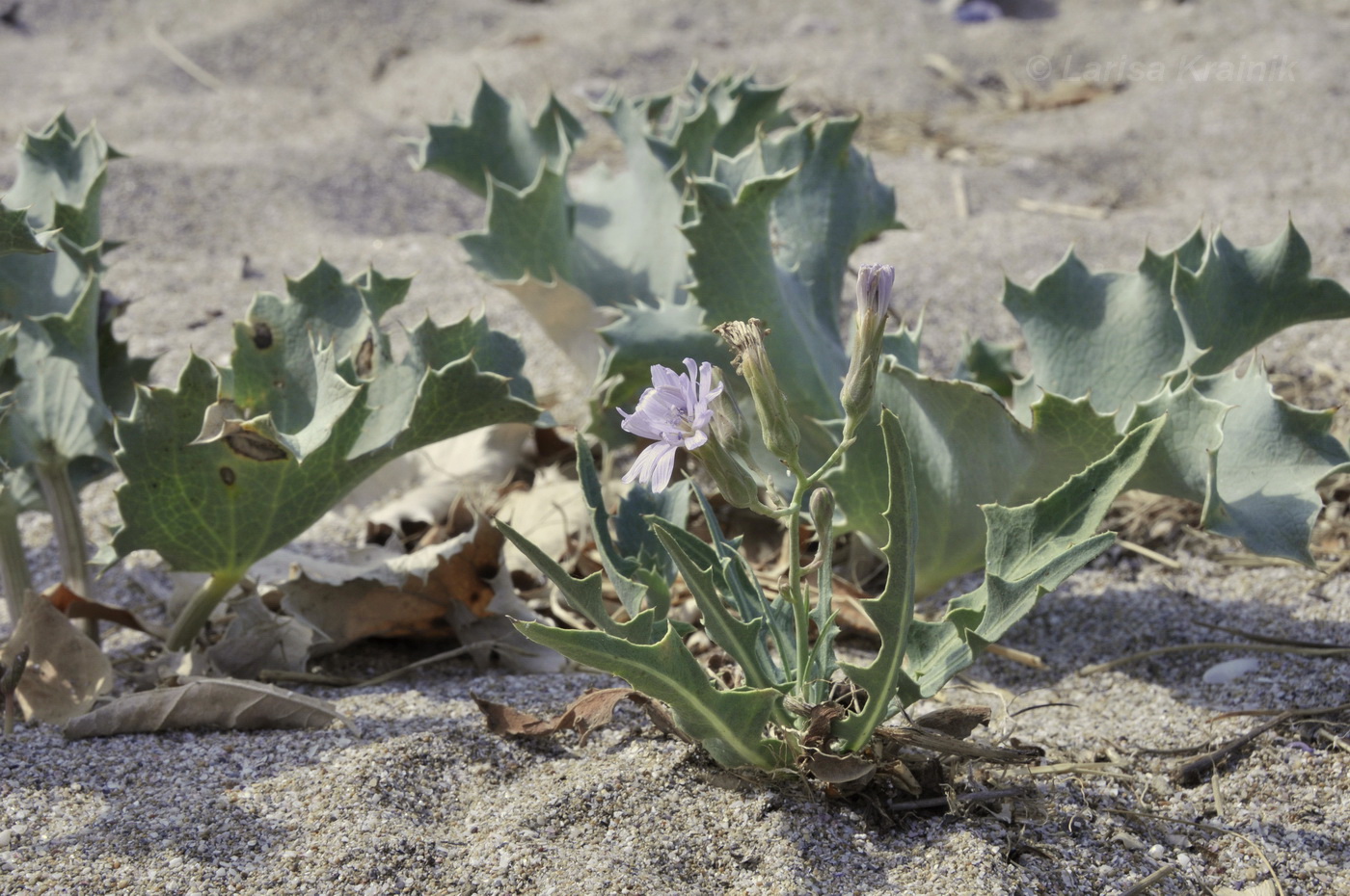 Image of Lactuca tatarica specimen.