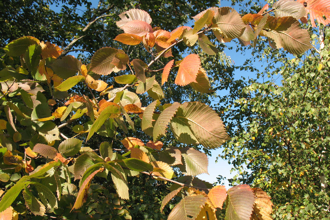 Изображение особи Ulmus laevis.