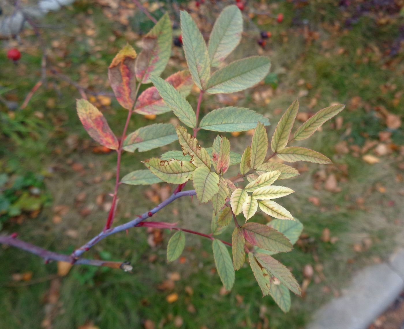 Image of Rosa glauca specimen.