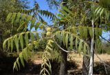 Juglans microcarpa