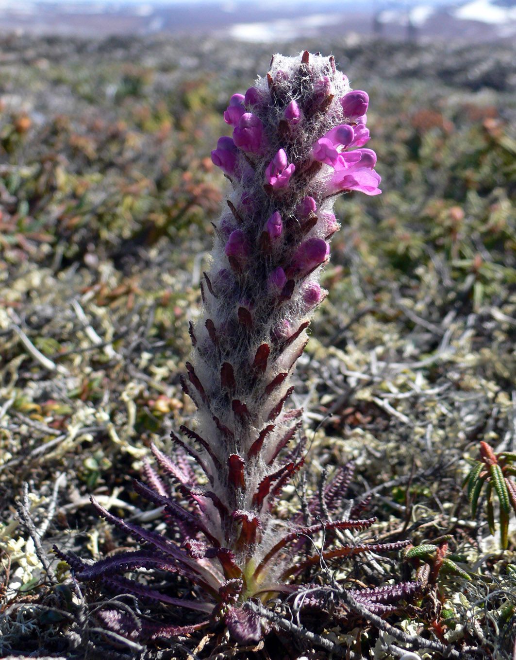 Image of Pedicularis alopecuroides specimen.