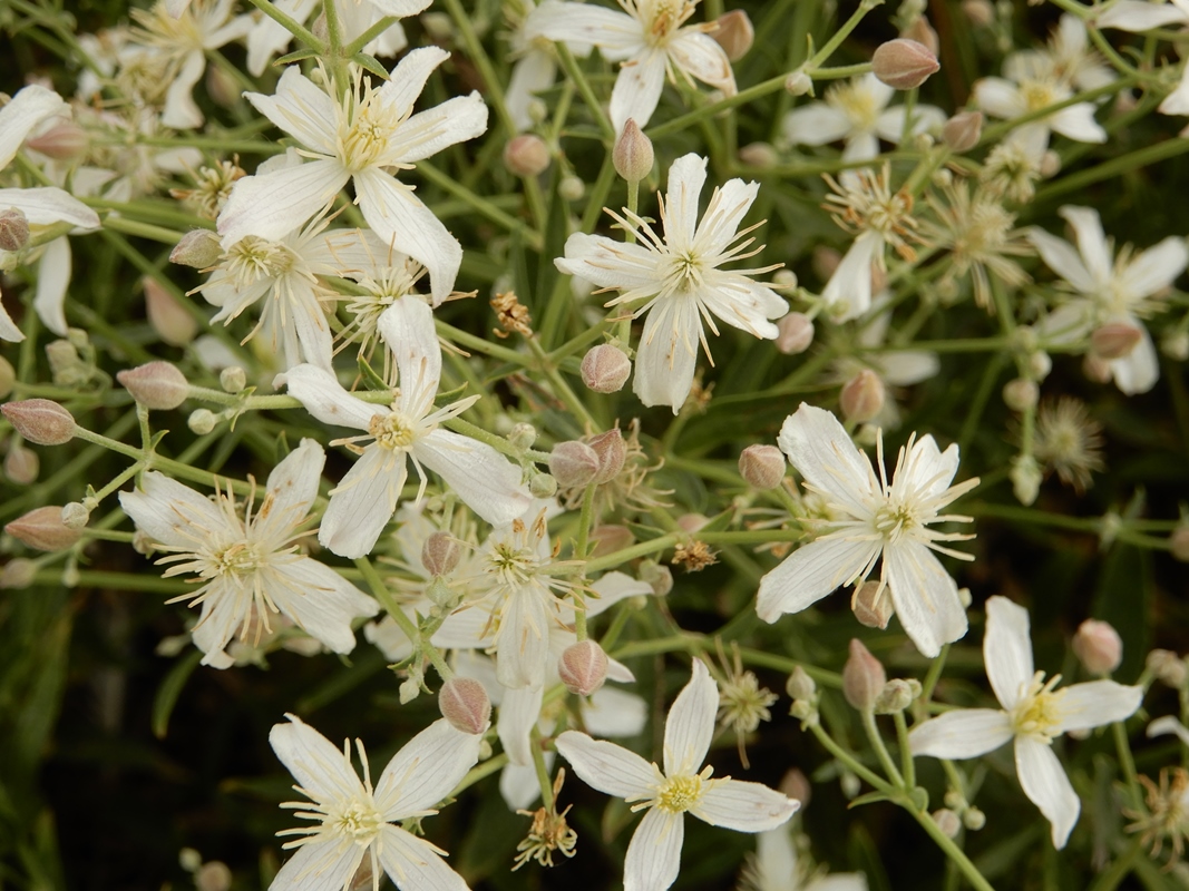 Image of Clematis songorica specimen.