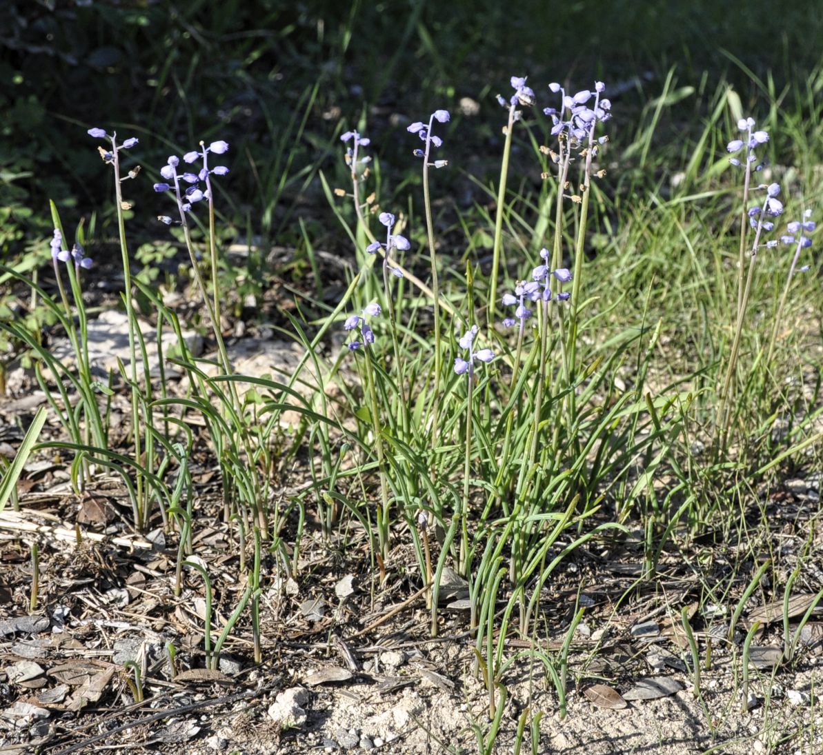 Image of Muscari parviflorum specimen.