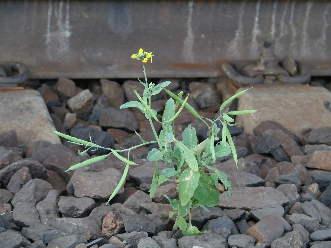 Изображение особи Brassica napus.